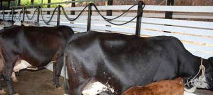 Apta orienta sobre alimentação de gado leiteiro