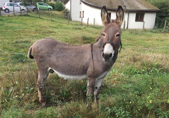 O burro Vitus (Foto: Hit Radio FFH/dpa via AP)