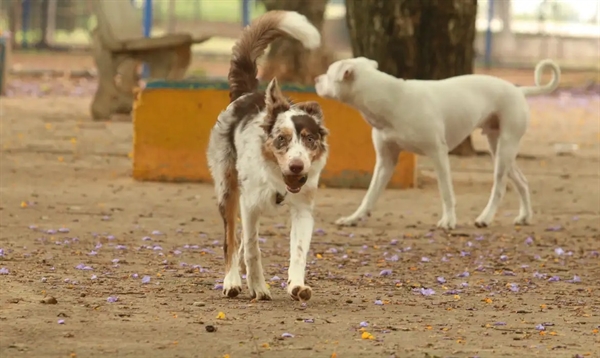 O espaço, no entanto, não funcionará como um abrigo para receber animais que as pessoas não desejam manter sob sua responsabilidade (Foto: Rovena Rosa/Agência Brasil)