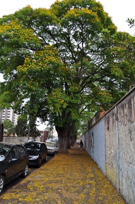 Primavera chega para colorir a cidade