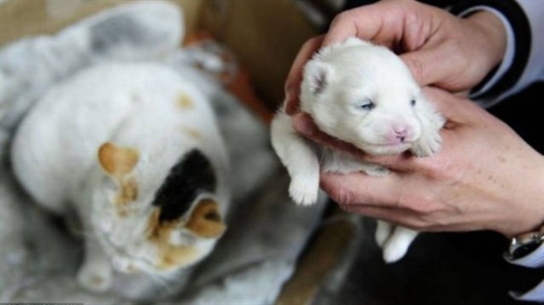 Gata dá à luz filhote com cara de cachorro