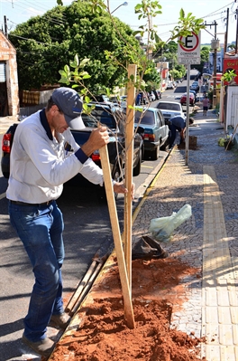 Votuporanga + Verde deve plantar 580 mudas até o final de 2015