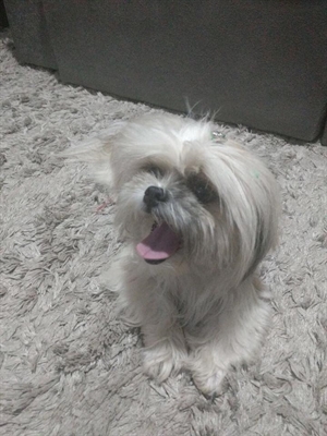 Cachorra é encontrada perdida na rua Uruguai