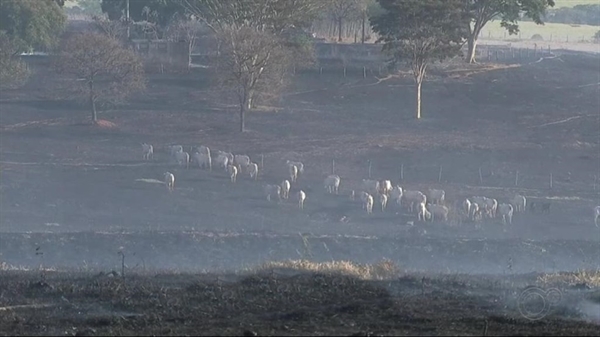 Animais conseguiram fugir do incêndio em Rio Preto (Foto: Reprodução/TV TEM)