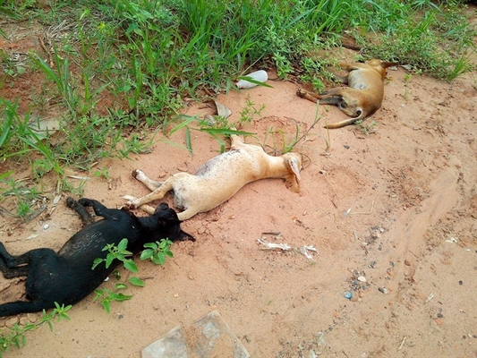 Cães são encontrados mortos  por possível envenenamento