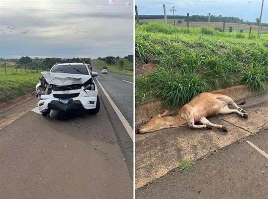 O motorista de uma caminhonete S10 atropelou uma vaca na rodovia Euclides da Cunha, no trecho entre Fernandópolis e Meridiano (Foto: Região Noroeste)