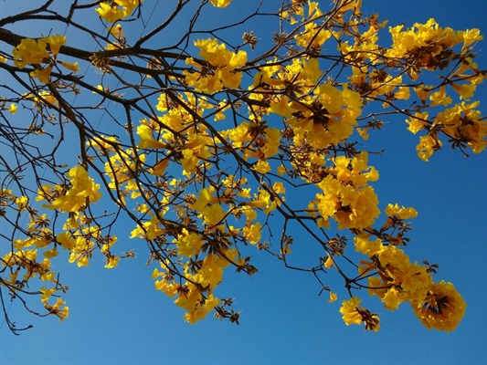 Ipê amarelo floresce em Florianópolis. — Foto: Fernanda Burigo/G1