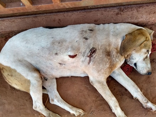  Cachorro foi encontrado em chácara de Potirendaba (Foto: Divulgação/Polícia Ambiental) 