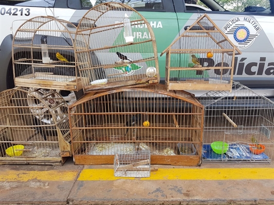 Aves foram encontradas no quintal de uma casa em Votuporanga — Foto: Divulgação/Polícia Ambiental