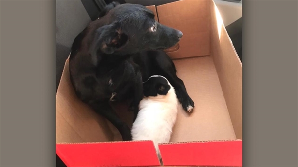 “Pretinha” está com uma infecção no útero e também com anemia severa, mas segue agora sobre tratamento veterinário (Foto: Arquivo pessoal)