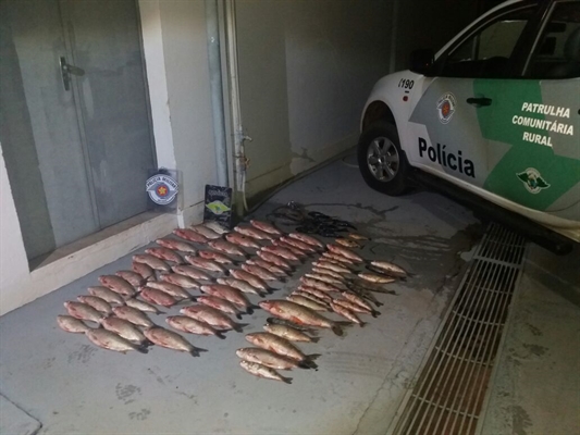 Peixes foram encontrados em carro abandonado no distrito de Meridiano  (Foto: Divulgação / Polícia Ambiental)