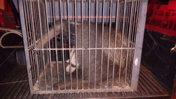 Tamanduá na cidade dá trabalho aos bombeiros