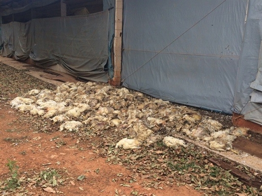 Granja tem prejuízo de R$ 30 mil com morte de frangos por falta de luz