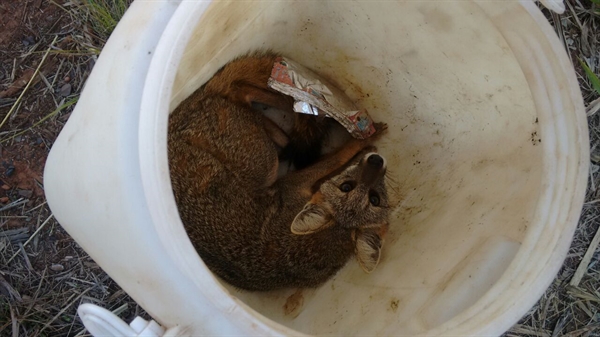 (Foto: Divulgação/Corpo de Bombeiros)