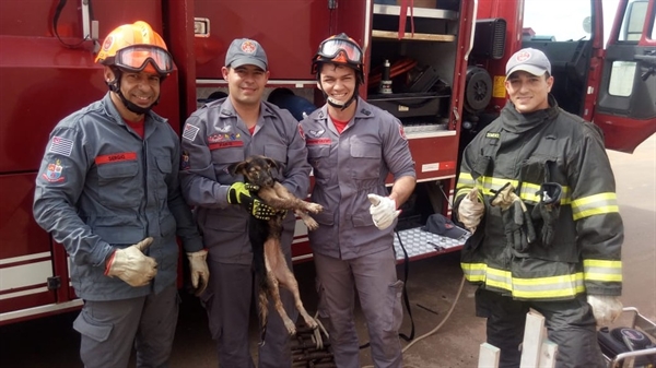 Cadelinha foi resgatada por equipe do Corpo de Bombeiros — Foto: Kall Rigamonte