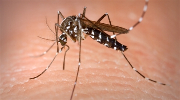 Anvisa aprova primeira vacina contra a dengue