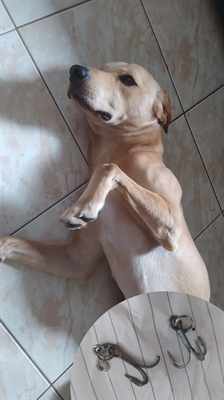 Crueldade: criminoso joga comida com anzóis para cachorro e família pede ajuda para tratamento 