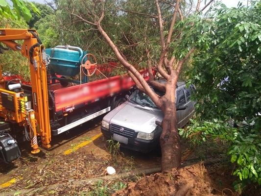 Árvore caiu em cima de árvore em Fernandópolis — (Foto: Arquivo Pessoal)