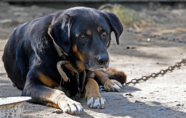  As propostas visam reforçar o combate aos maus-tratos e estabelecer normas de segurança para tutores de cães na cidade (Foto: Divulgação)