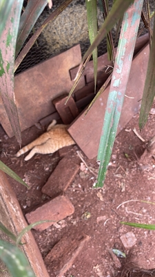 Gatos foram encontrados sem vida   Foto: Arquivo Pessoal