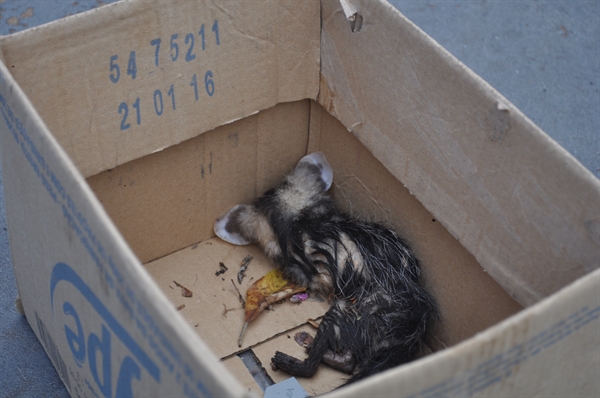 (Foto: Gabriele Reginaldo/A Cidade)