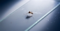 Secretaria de Saúde vem intensificando ações de Vigilância contra a dengue (Foto: Prefeitura de Votuporanga)