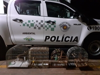 Apesar de irritadas, as aves estavam em condições de soltura na natureza (Foto: Divulgação/Polícia Ambiental)