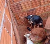 Abandonar ou maltratar animais em Votuporanga pode pesar ainda mais no bolso dos infratores, caso o projeto seja aprovado (Foto: Reprodução)