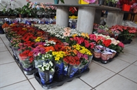 A expectativa é que as floriculturas aumentem suas vendas em até 40% nesta data (Foto: Gabriele Reginaldo/A Cidade)