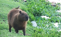 Capivara pasta às margens da Represa Municipal de Rio Preto — (Foto: Renato Pavarino/G1/Arquivo)