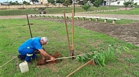 Saev Ambiental realiza plantio de novas mudas em praças de Votuporanga (Foto: Divulgação/Prefeitura de Votuporanga)