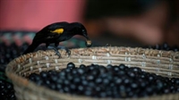 Um pássaro come frutos de açaí da cesta do um comerciante brasileiro em 11 de junho de 2020, em São José, Pará, Brasil. (Foto: AFP/Arquivos)