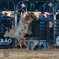 Com entrada gratuita, Votu International Rodeo reúne shows, montarias em touros, parque de diversões e mais
