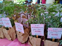 Saev Ambiental participa do Conecta Mulher com distribuição de mudas