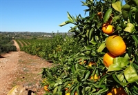 Citricultores da região estão na expectativa de uma boa colheita pela laranja estar mais volumosa devido às chuvas