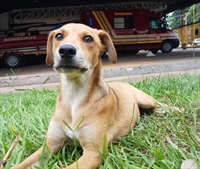 Caramelo é o novo mascote do Corpo de Bombeiros de Catanduva (Foto: Arquivo Pessoal)