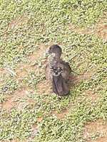 Descarte irregular de lixo no Parque da Cultura está afetando os patos que estão nas redondezas do local (Foto: Reprodução/Facebook)