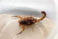 Na hipótese de picada, a pessoa deverá lavar o local com água e sabão e dirigir-se à UPA  (Foto: Divulgação)