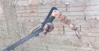 Cobra foi capturada e solta em uma mata na região (Foto: Reprodução)