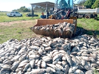 Mortandade de peixes no Rio Marinheiro, em Cardoso, não foi por causas naturais, aponta laudo técnico da Cetesb (Foto: Arquivo pessoal)