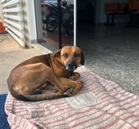 Cão espera pelo dono há quatro meses na porta do hospital de Novo Horizonte (Foto: Cristine Sardella/Arquivo Pessoal)