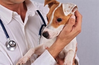 Médica veterinária conversou com o A Cidade e alertou sobre o câncer de mama nos animais (Foto: Reprodução)