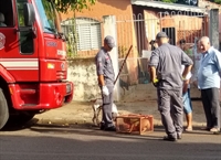 Corpo de Bombeiros foi acionado e capturou o animal em José Bonifácio (Foto: Arquivo pessoal)