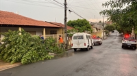 Temporal que atingiu Votuporanga na tarde de ontem derrubou mais de 20 árvores e deixou moradores sem energia elétrica (Foto: Defesa Civil)