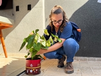 Dengue: mutirão contra a doença mobiliza equipes no bairro Vila Paes