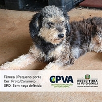 (Foto: Prefeitura de Votuporanga)