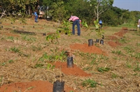  Saev Ambiental comemora Semana do Meio Ambiente (Foto: Divulgação/Prefeitura de Votuporanga)