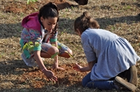  O plantio de árvores aconteceu na manhã desta terça-feira, em Área de Preservação Ambiental (APP) no Bairro Monte Verde, em Votuporanga (Foto: Divulgação/Prefeitura de Votuporanga)