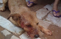 Animal foi encontrado ferido por tiros na avenida Pansani