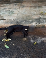 Moradores denunciam envenenamento de gatos